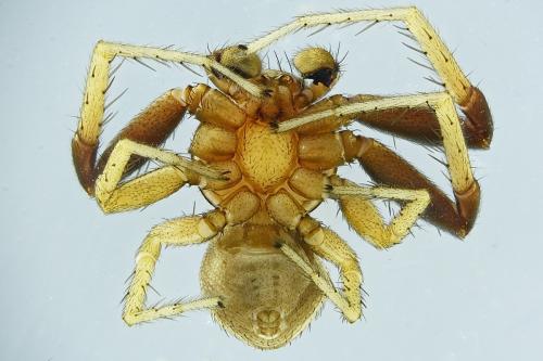 Réf. 220 448 : Xysticus erraticus